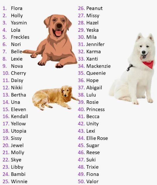 Dog Names That Start With W: Naming Guide