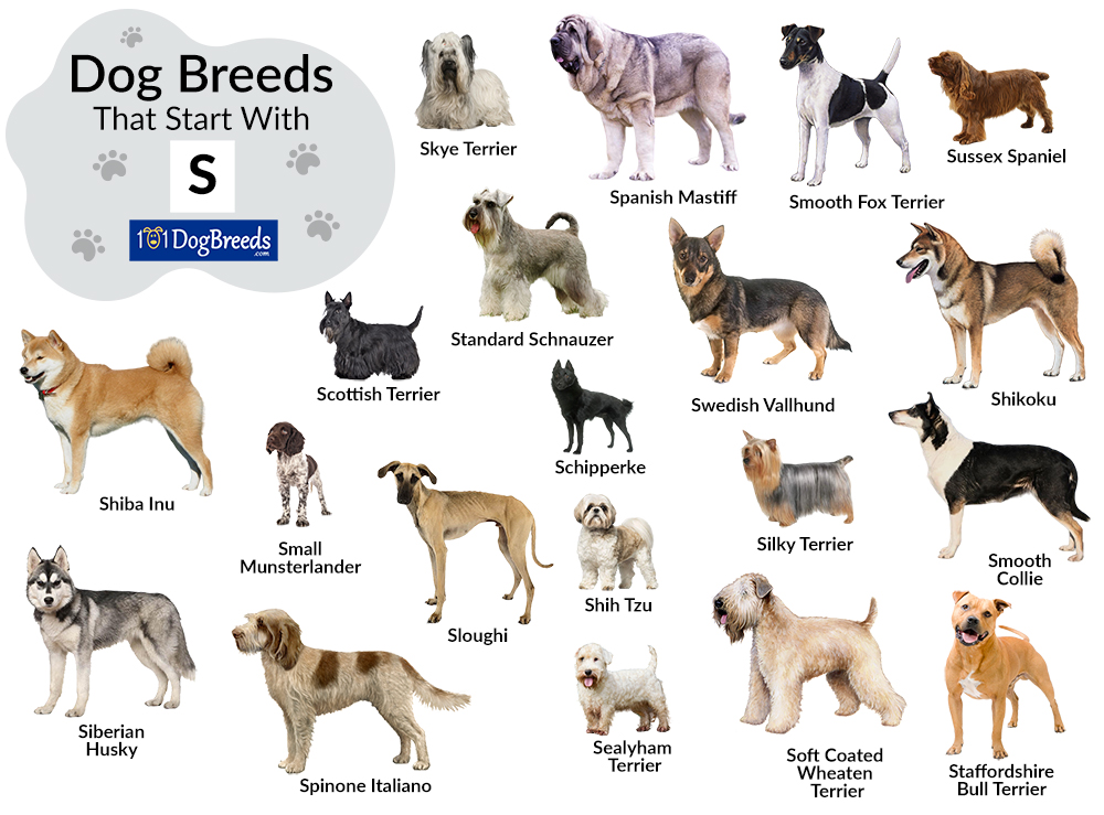 Dogs Breeds That Start With R: Breed Guide