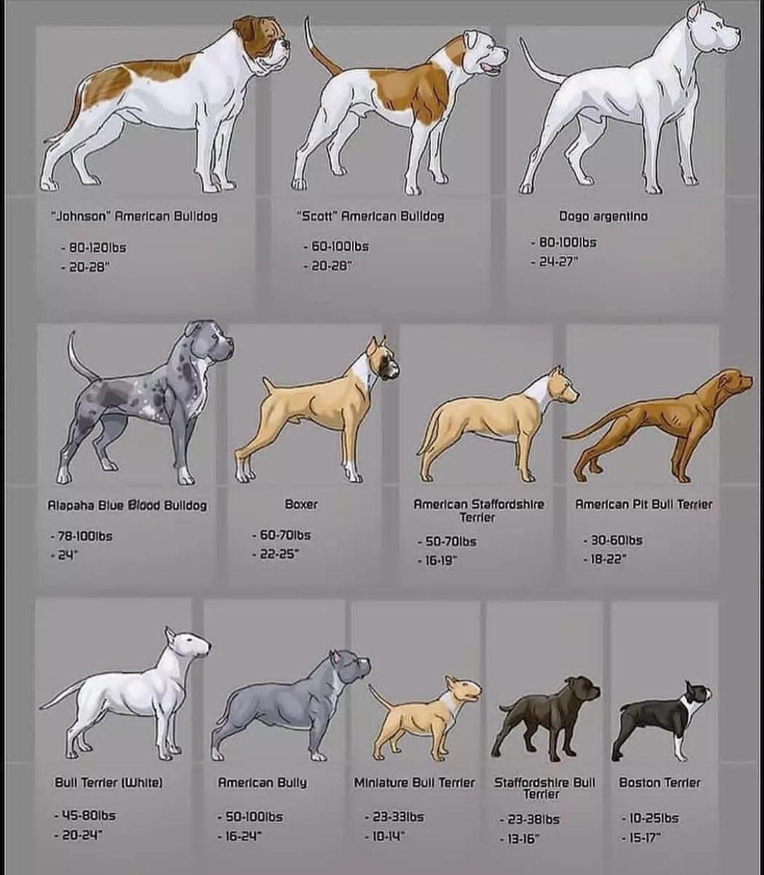 Dogs That Start With A: All Breeds Guide