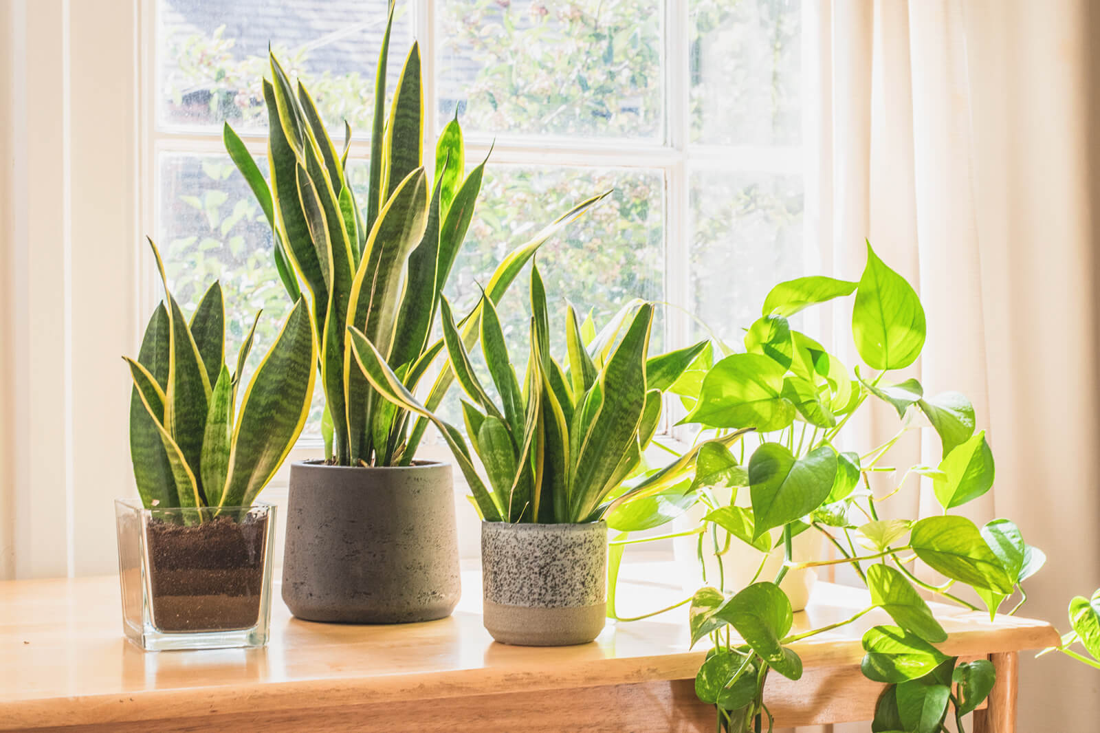 House Plants That Start With B: Basic Care Guide