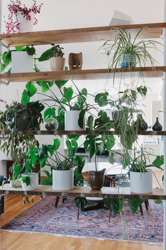 Indoor Plants That Start With D: Design Guide