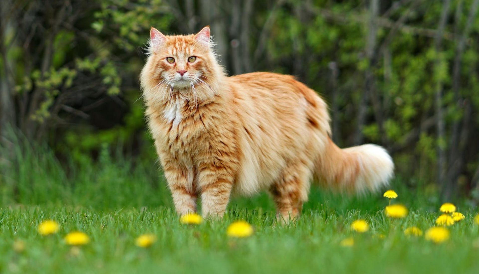 List of Cats That Are Big: Giant Feline Guide