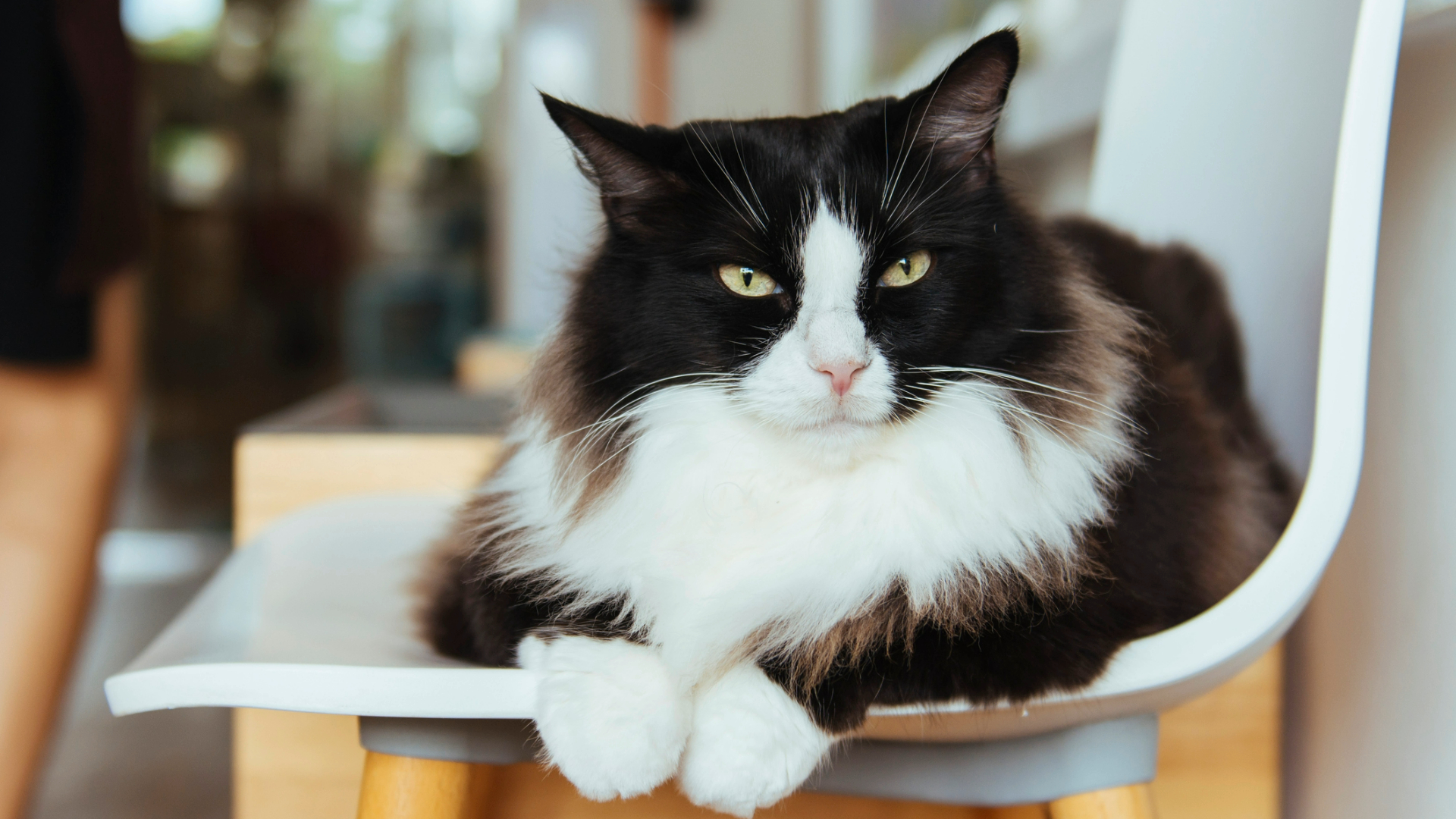 List of Cats That Are Black and White: Tuxedo Guide