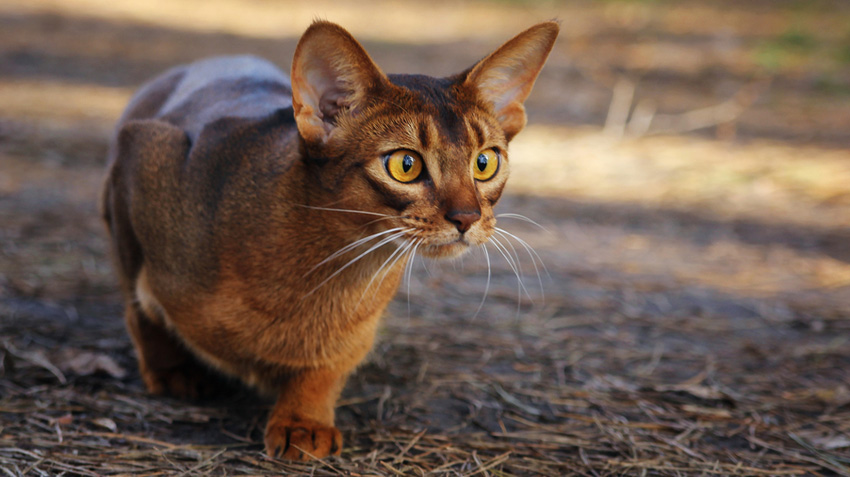 List of Cats That Are Good With Kids: Family Guide