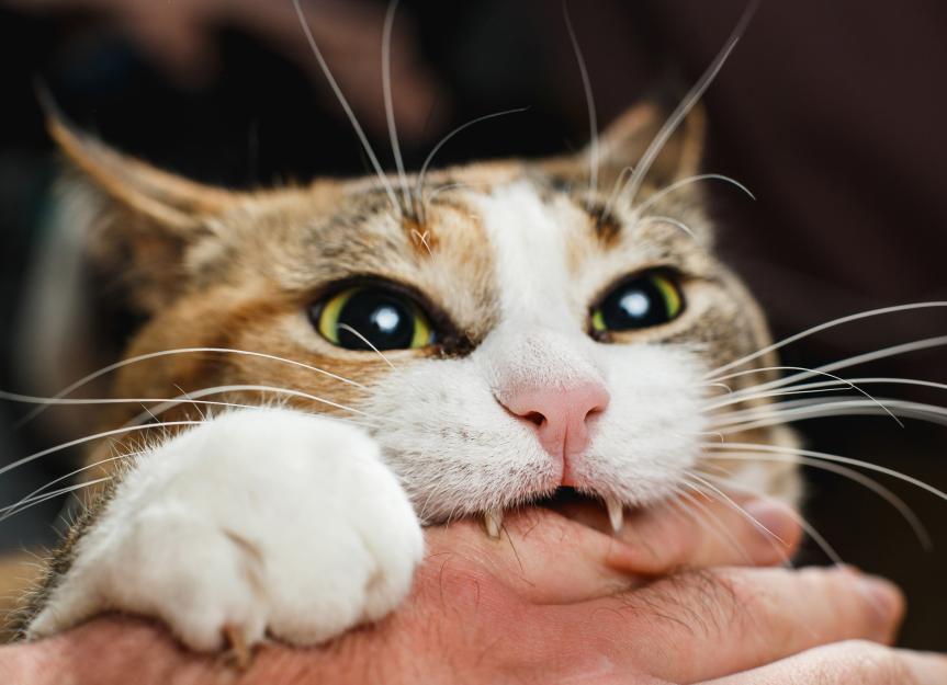 List of Cats That Bite and Scratch: Behavior Guide