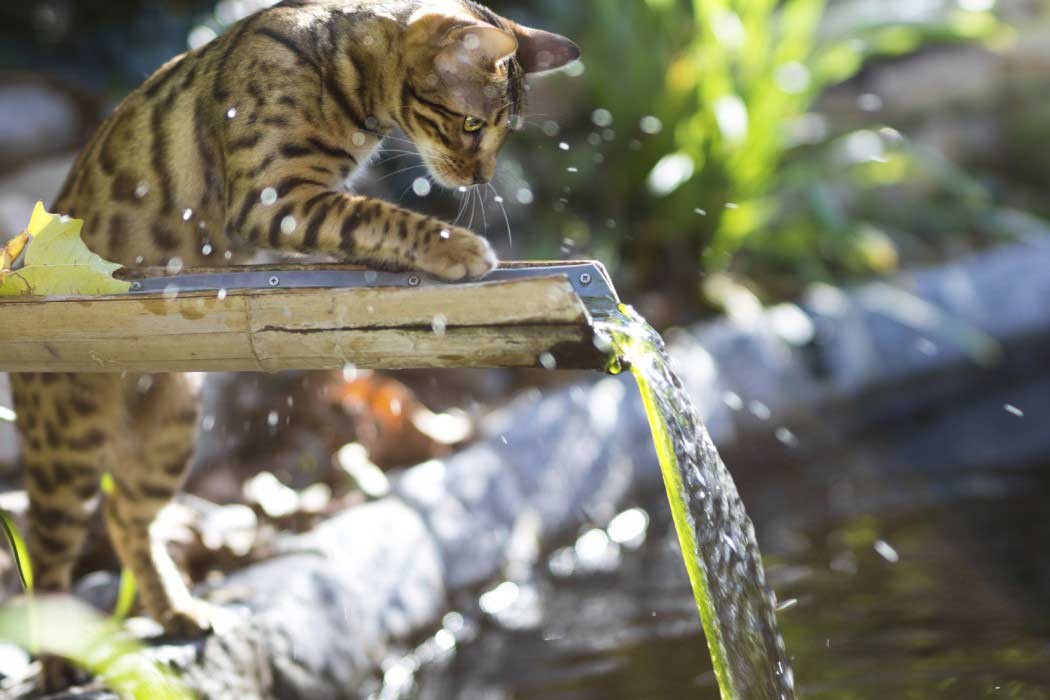 List of Cats That Can Swim: Water-Loving Breeds