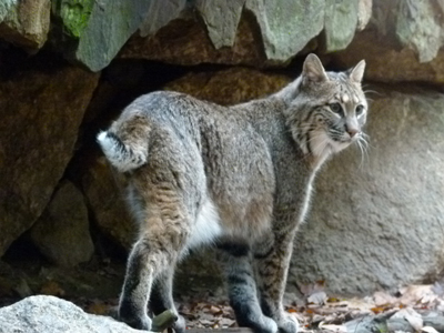 List of Cats That Look Like Bobcats: Wild Look Guide