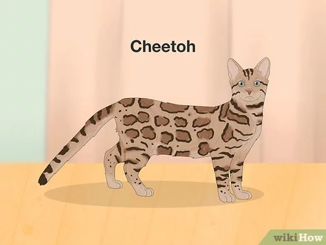 List of Cats That Look Like Cheetahs: Spotted Guide