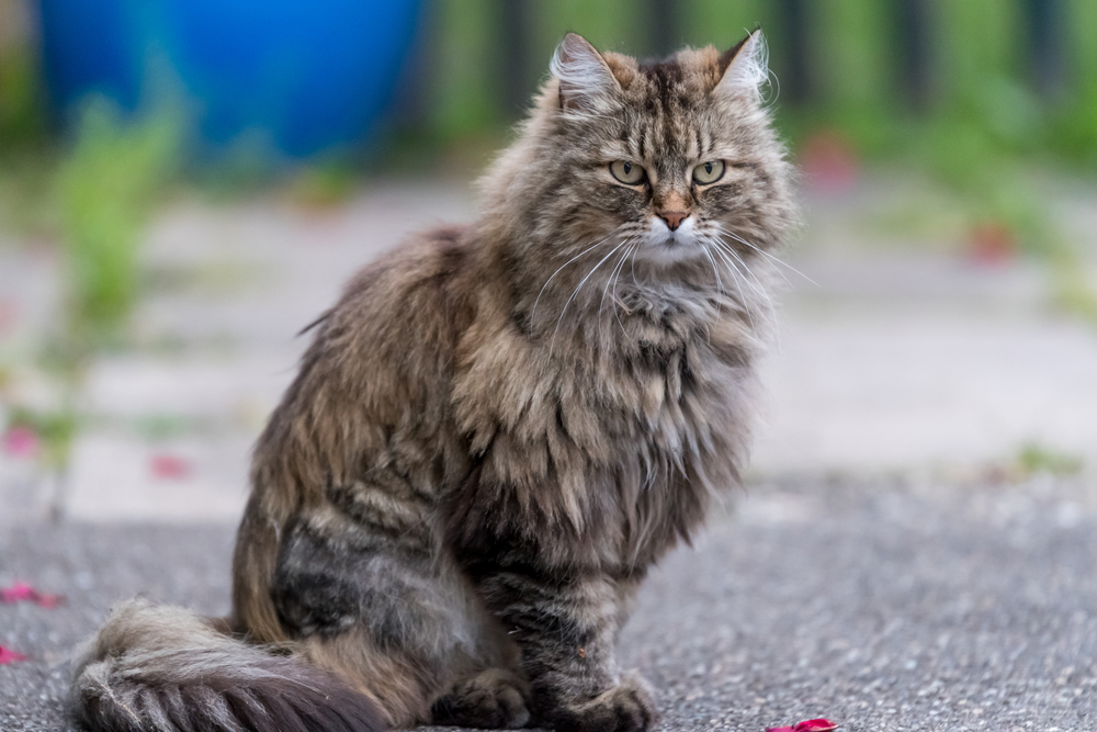 List of Cats That Look Like Lions: Majestic Breeds