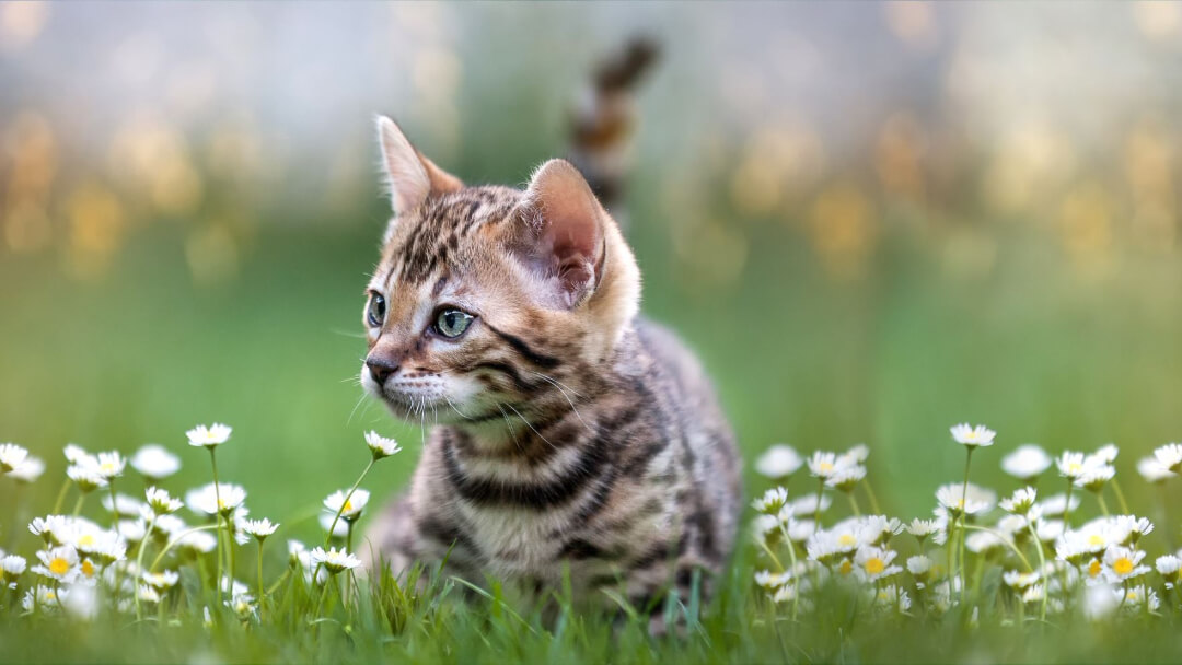 List of Cats That Look Like Tigers: Wild Stripes Guide