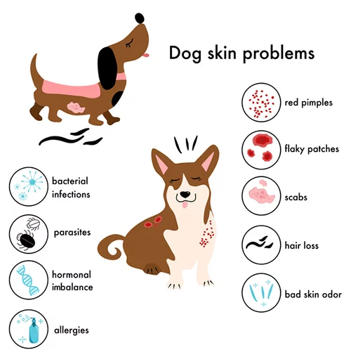 List of Dog Allergies: Symptoms & Solutions Guide