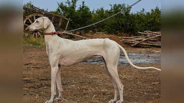 List of Dog Breeds in India: Native Canine Guide