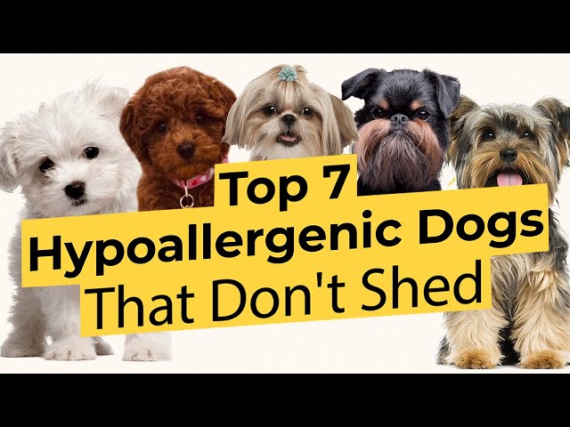 List of Dogs That Don't Shed: Hypoallergenic Guide