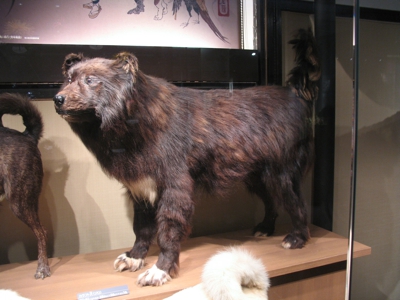 List of Extinct Dog Breeds: Historical Canine Guide