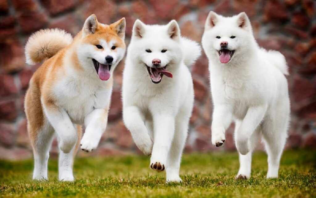 List of Japanese Dog Breeds: Asian Canine Heritage