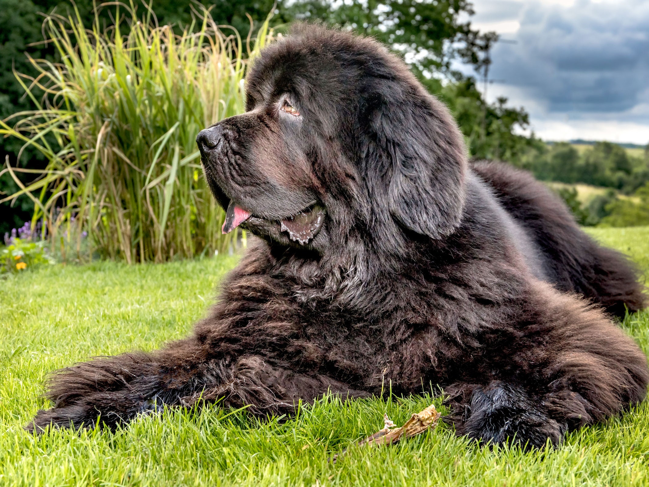 List of Large Dog Breeds: Ultimate Size Guide 2025