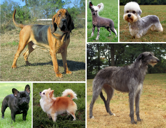 List of UK Dog Breeds: British Canine Heritage